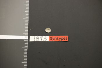 Media type: image;   Malacology 7893 Description: Preserved specimen.;